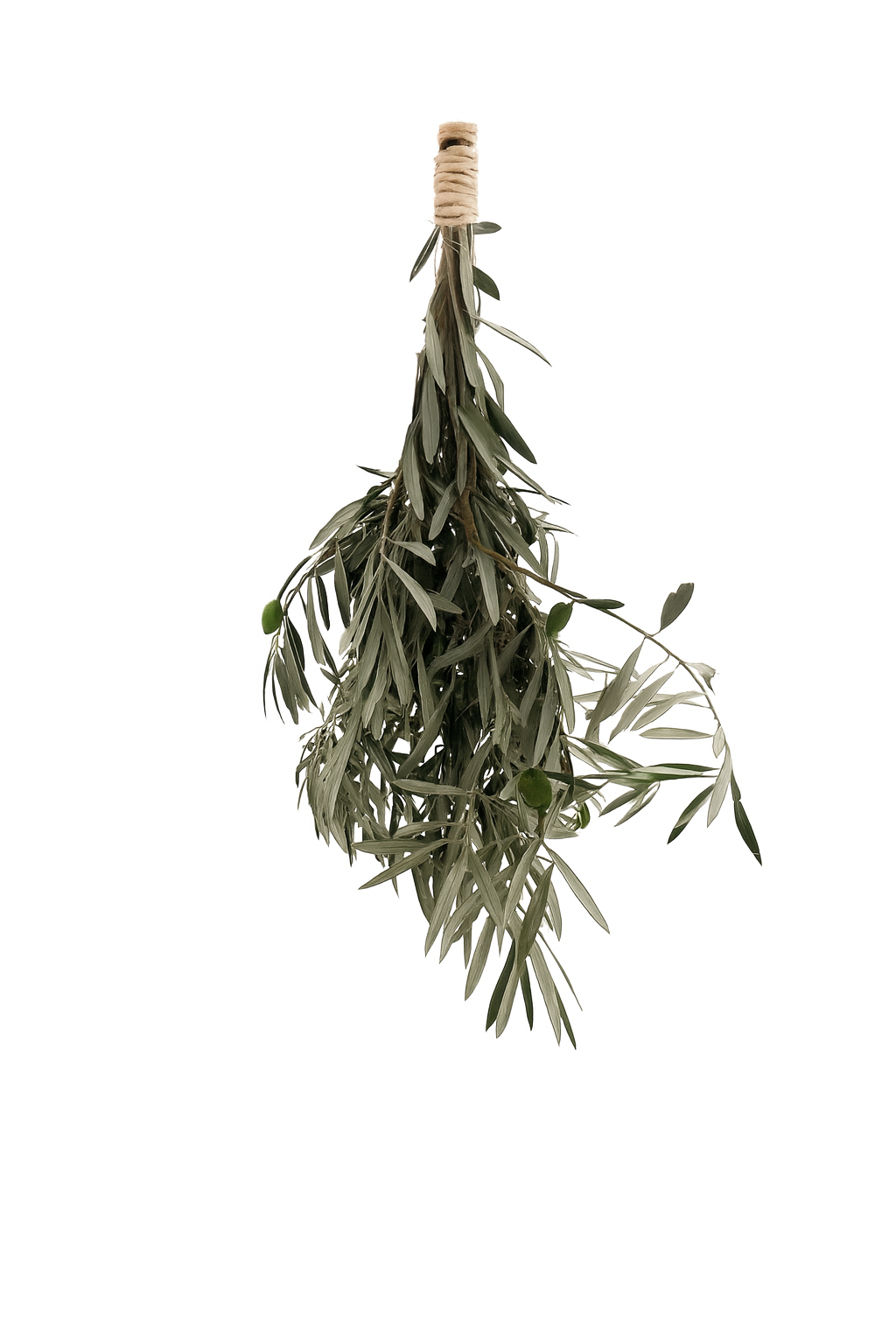Ramillete de Olivo – Forrajeo Natural para Loros