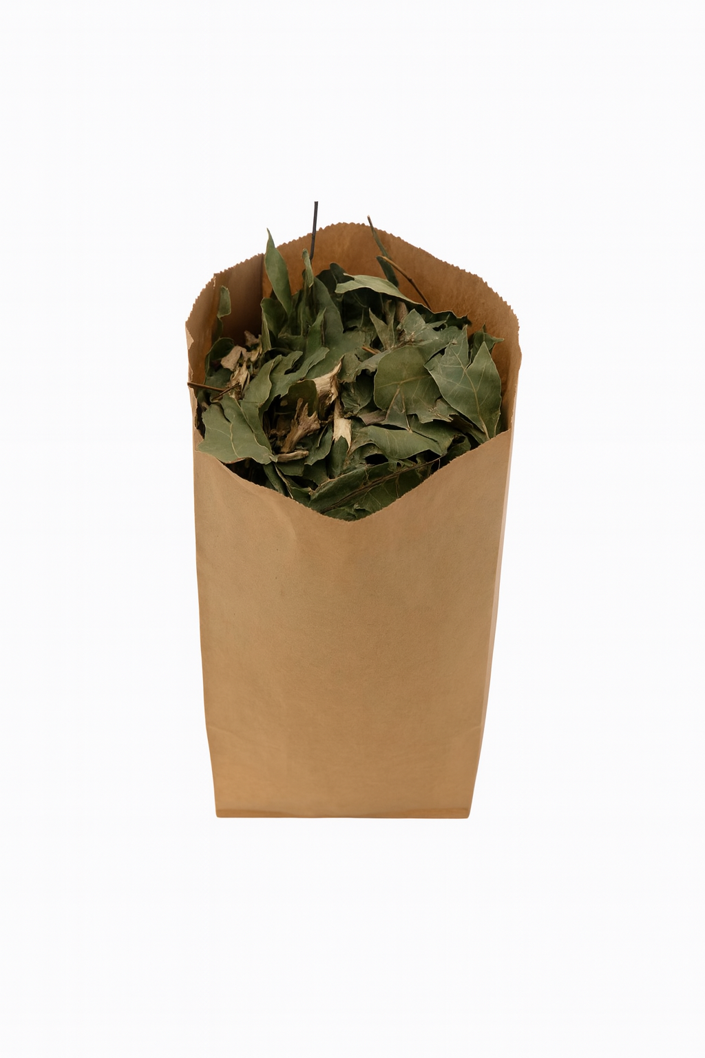 Forrajeo Natural de Laurel – Hojas y Trozos de Rama para Aves