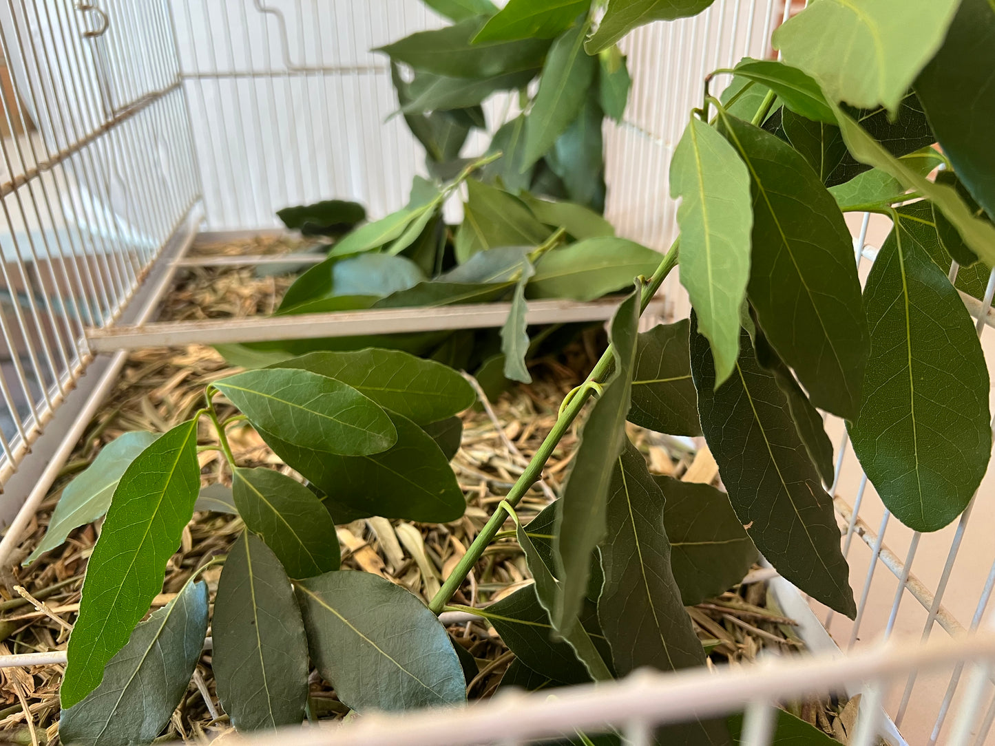 Ramas de Laurel Natural - Para Loros, Agapornis, Ninfas, Periquitos y Cotorras