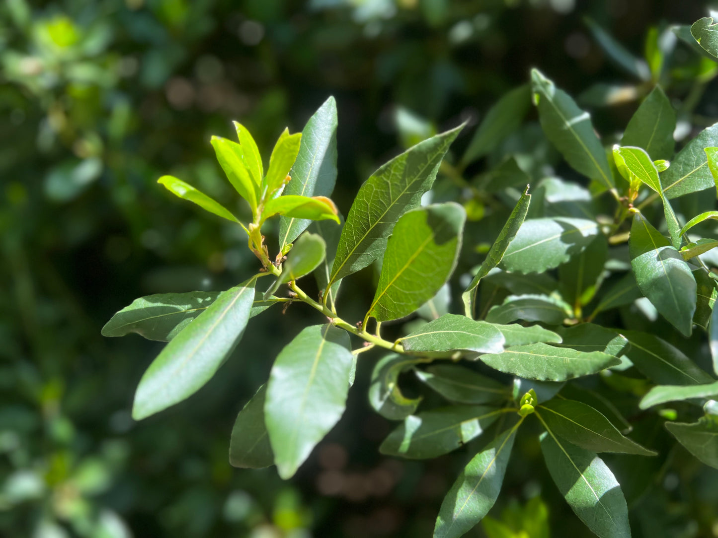 Ramas de Laurel Natural - Para Loros, Agapornis, Ninfas, Periquitos y Cotorras