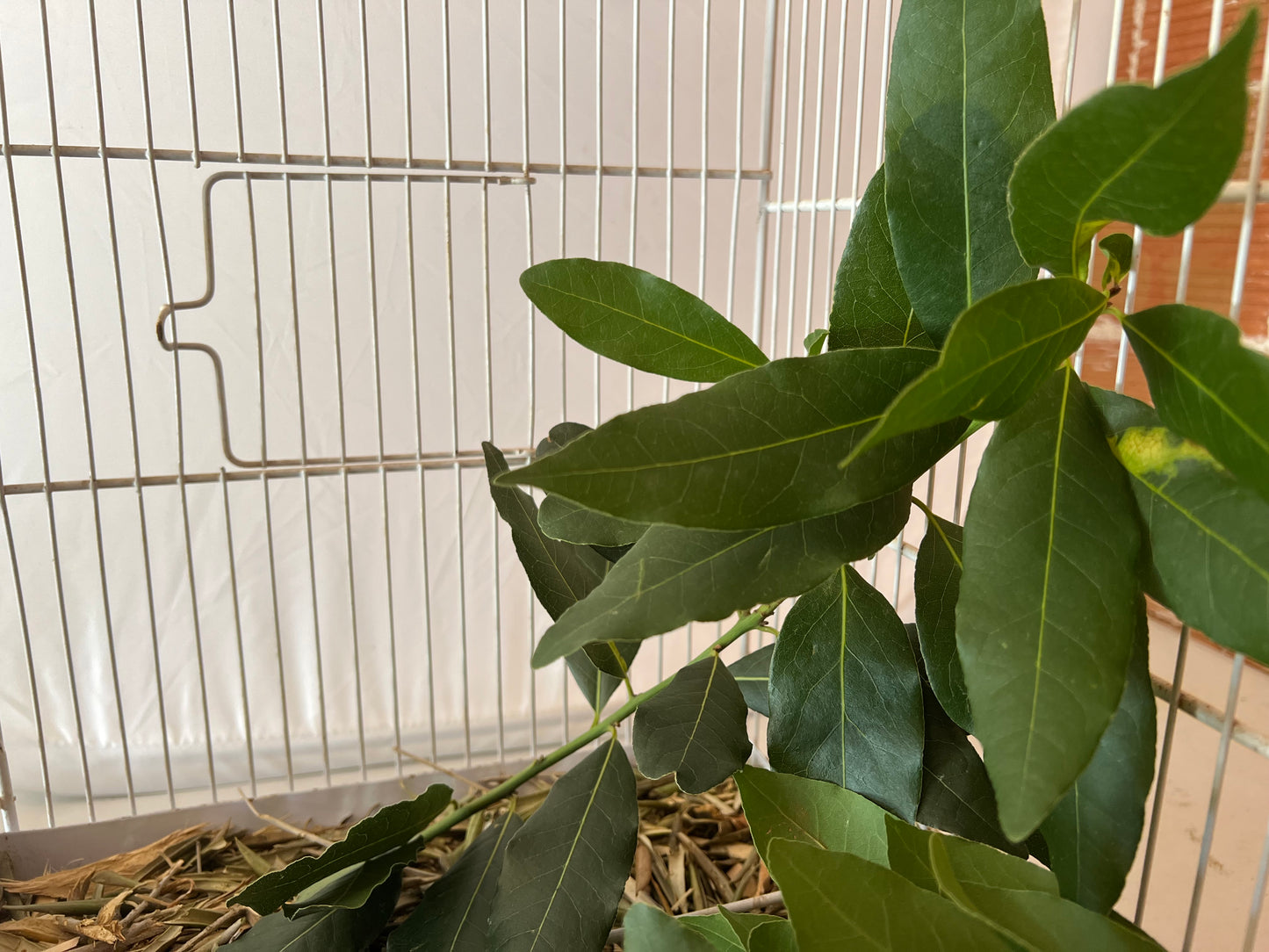 Ramas de Laurel Natural - Para Loros, Agapornis, Ninfas, Periquitos y Cotorras