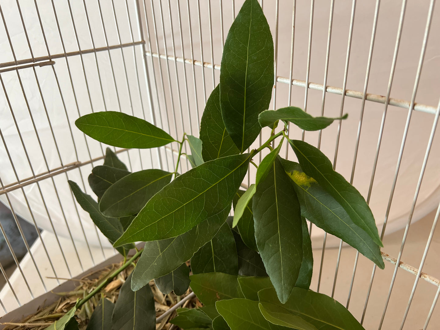 Ramas de Laurel Natural - Para Loros, Agapornis, Ninfas, Periquitos y Cotorras