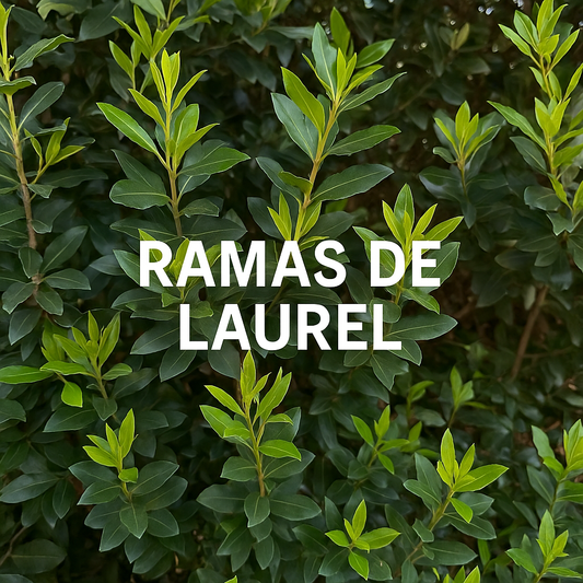 Ramas de Laurel Natural - Para Loros, Agapornis, Ninfas, Periquitos y Cotorras
