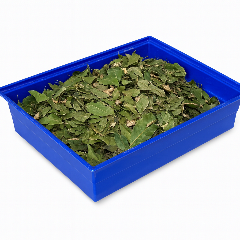 Forrajeo Natural de Laurel – Hojas y Trozos de Rama para Aves