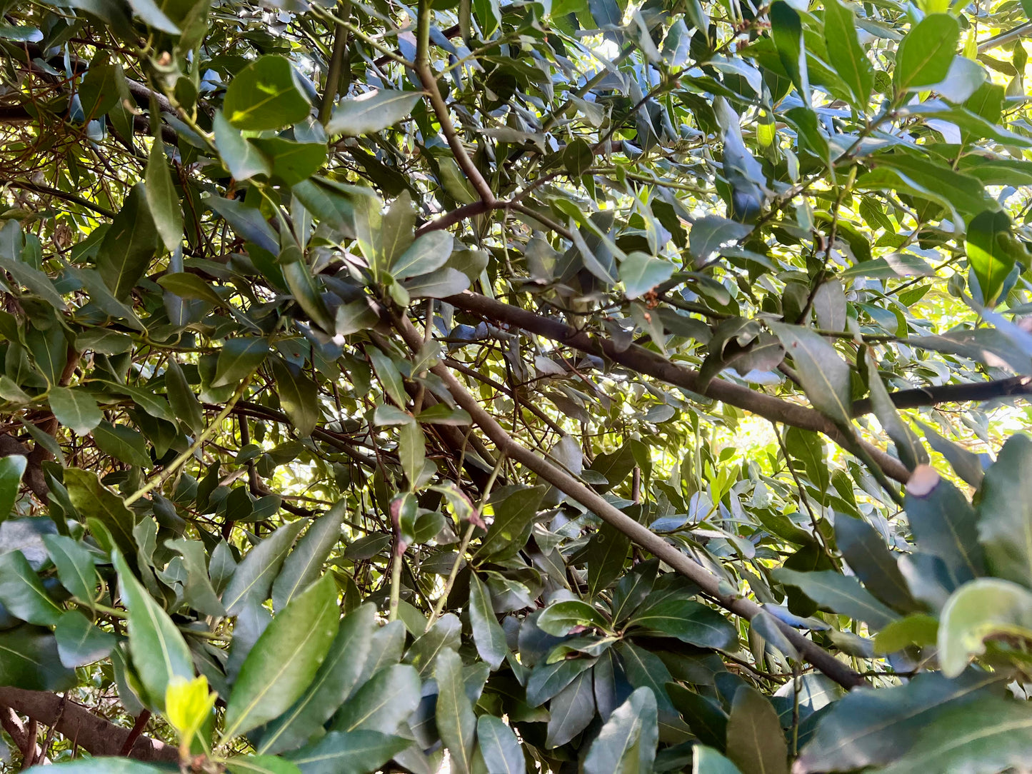 Ramas de Laurel Natural - Para Loros, Agapornis, Ninfas, Periquitos y Cotorras