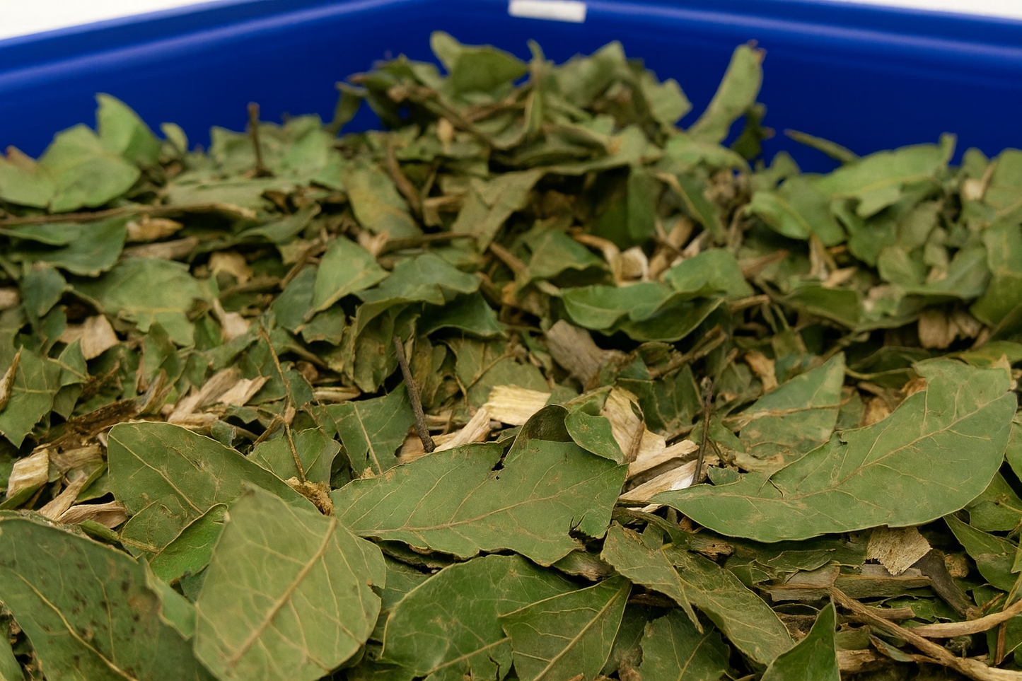 Forrajeo Natural de Laurel – Hojas y Trozos de Rama para Aves