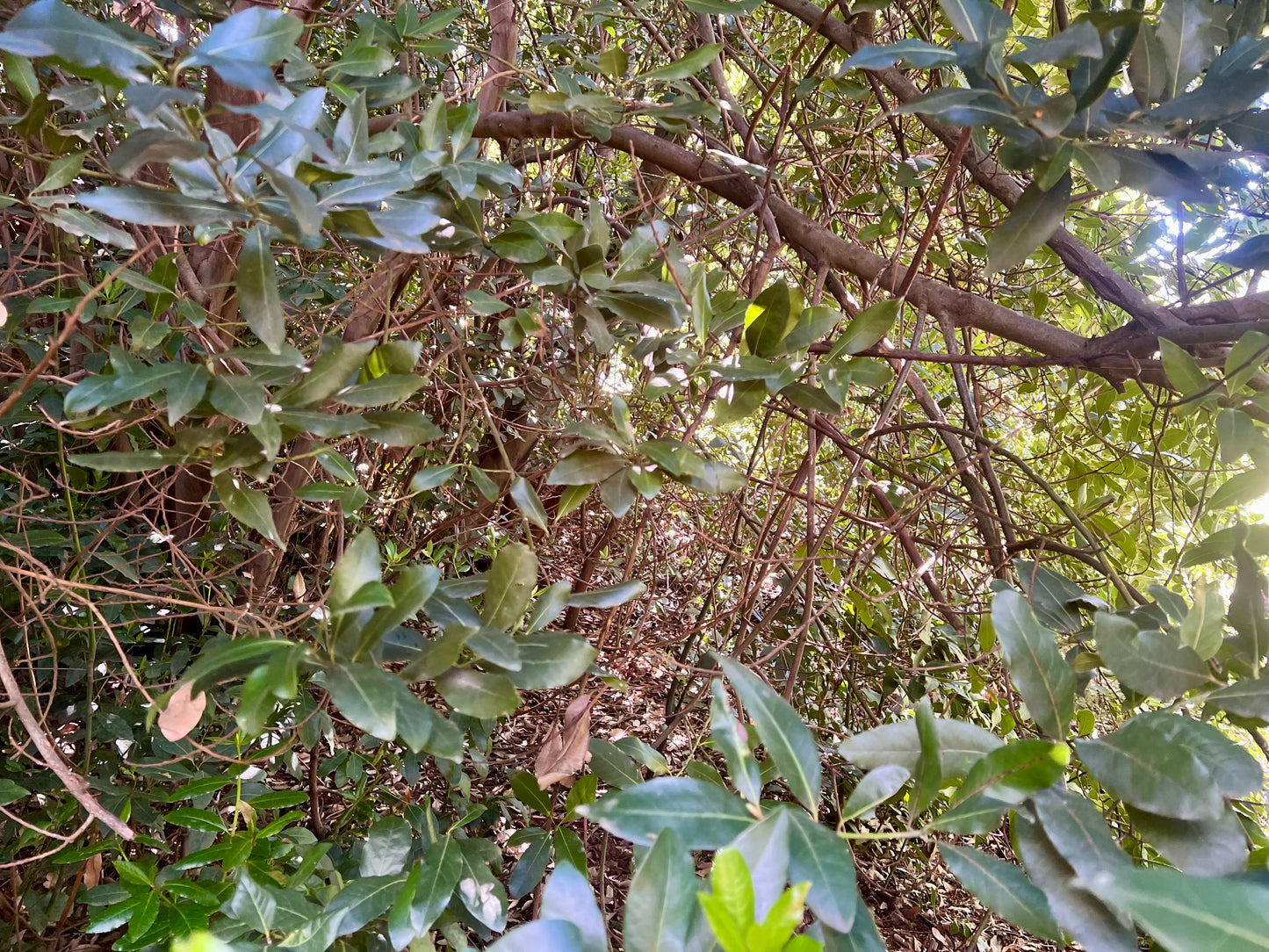 Ramas de Laurel Natural - Para Loros, Agapornis, Ninfas, Periquitos y Cotorras