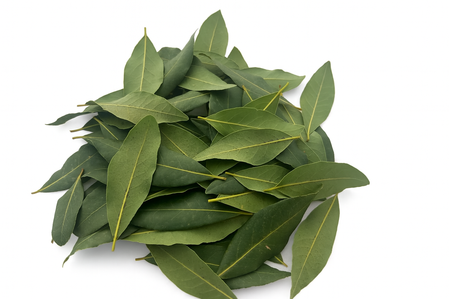 Hojas de Laurel Natural para Loros, Agapornis, Ninfas y Otras Aves – Ecológicas y Seguras | LoroLivo