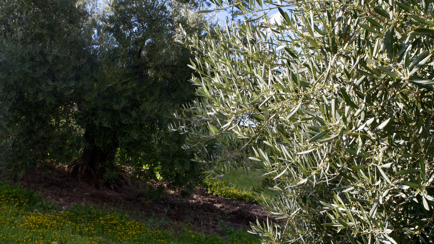 Ramas de Olivo Ecológico para Loros, Agapornis, Ninfas y Aves Exóticas - Naturales y Seguras