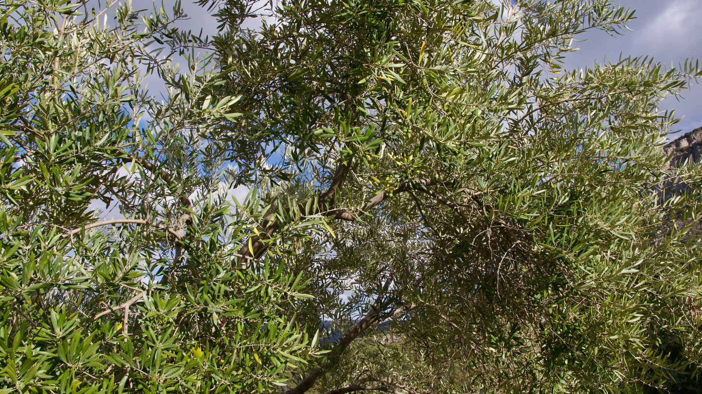 Ramas de Olivo Ecológico para Loros, Agapornis, Ninfas y Aves Exóticas - Naturales y Seguras