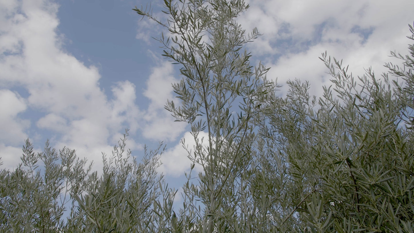 Ramas de Olivo Ecológico para Loros, Agapornis, Ninfas y Aves Exóticas - Naturales y Seguras