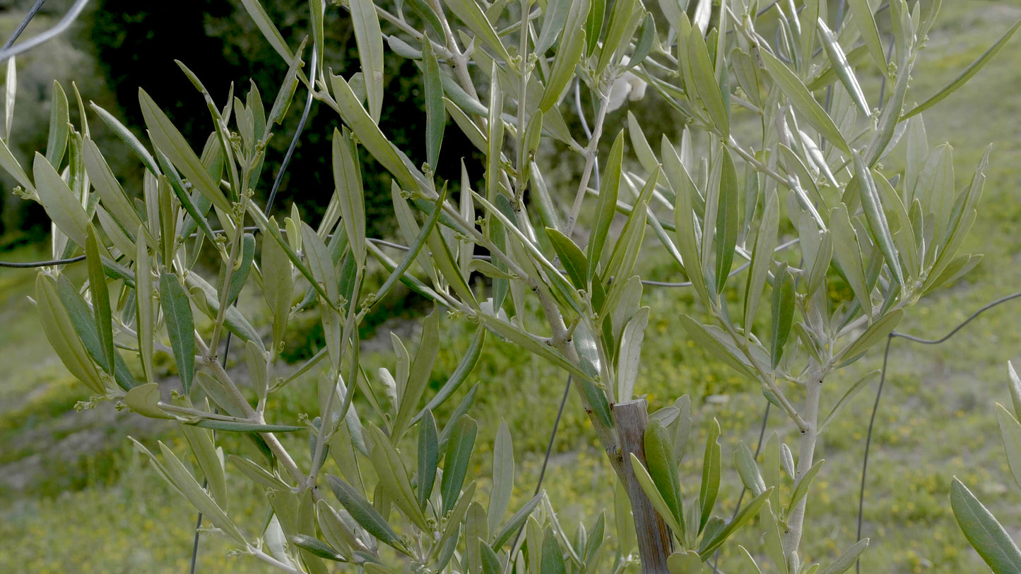 Ramas de Olivo Ecológico para Loros, Agapornis, Ninfas y Aves Exóticas - Naturales y Seguras