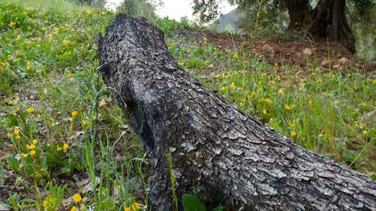 Tronco de Olivo Natural para Voladeras 3,5 m | 200–300 kg