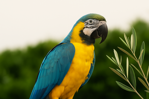 Ramas de olivo ecológico para loros de Lorolivo