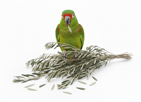 Loro sobre una rama ecológica de olivo con hojas en un entorno natural