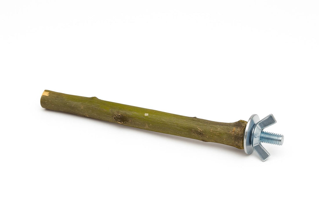 Cómo elegir la percha perfecta para tu loro: guía práctica según especie.