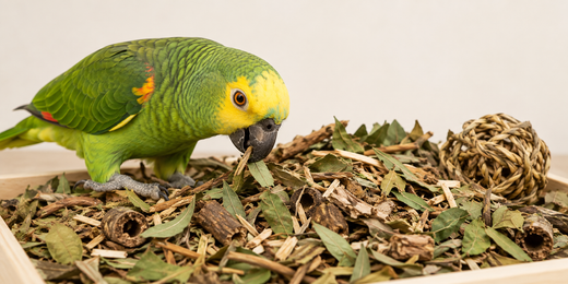 Loro forrajeando entre hojas, madera y materiales vegetales naturales para enriquecimiento