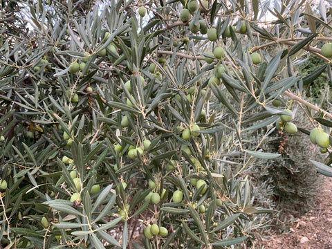 Ramas Naturales Frescas y Seguras para Loros y Aves – Ecológicas y sin Tratamientos