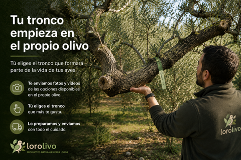 Selección de troncos de olivo para loros directamente en el árbol en Lorolivo