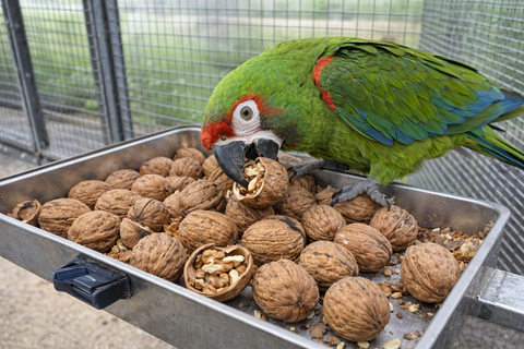 Loro amazona forrajeando con nueces naturales en bandeja de forrajeo