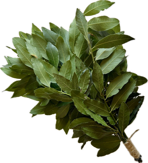 Ramillete de Laurel – Forrajeo Natural para Loros