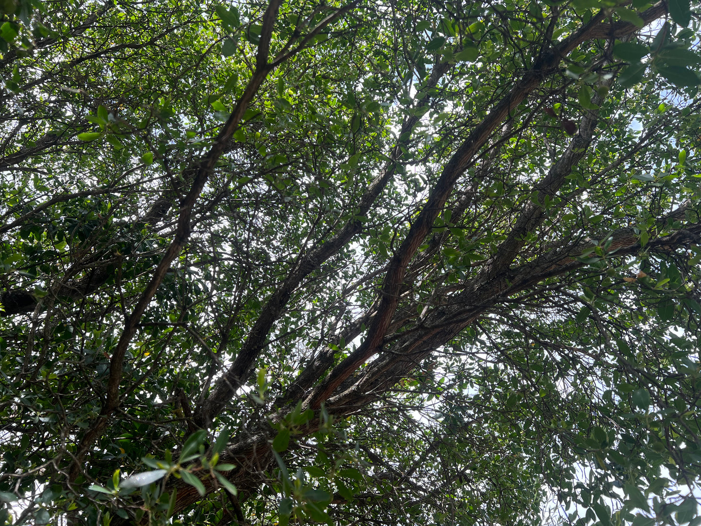 Ramas naturales de madroño