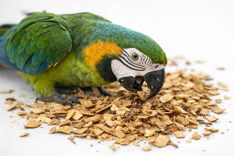 Loro forrajeando sobre madera de laurel triturada natural, utilizando el pico para explorar y picotear el material vegetal, sobre fondo blanco.