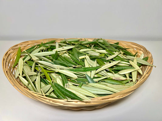 Hojas de olivo frescas