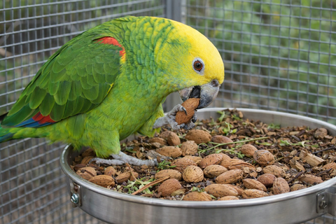 Loro amazona forrajeando con almendras naturales para loros en bandeja de acero