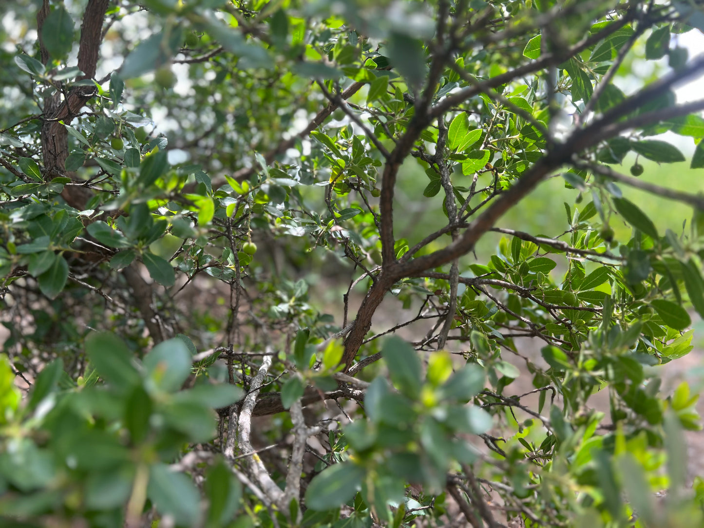 Ramas naturales de madroño