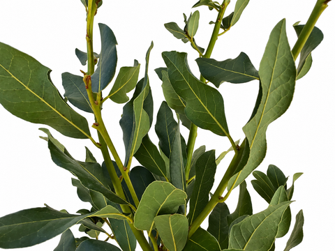 Ramas de laurel noble para loros | 80 y 120 cm