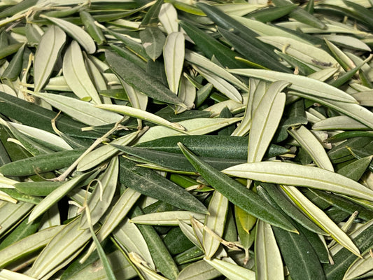 Hojas de olivo frescas