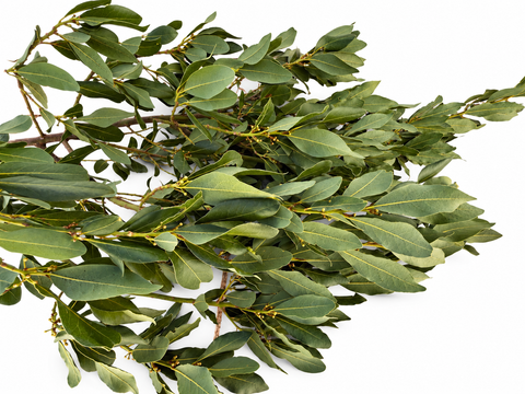 Ramas de laurel noble para loros | 80 y 120 cm