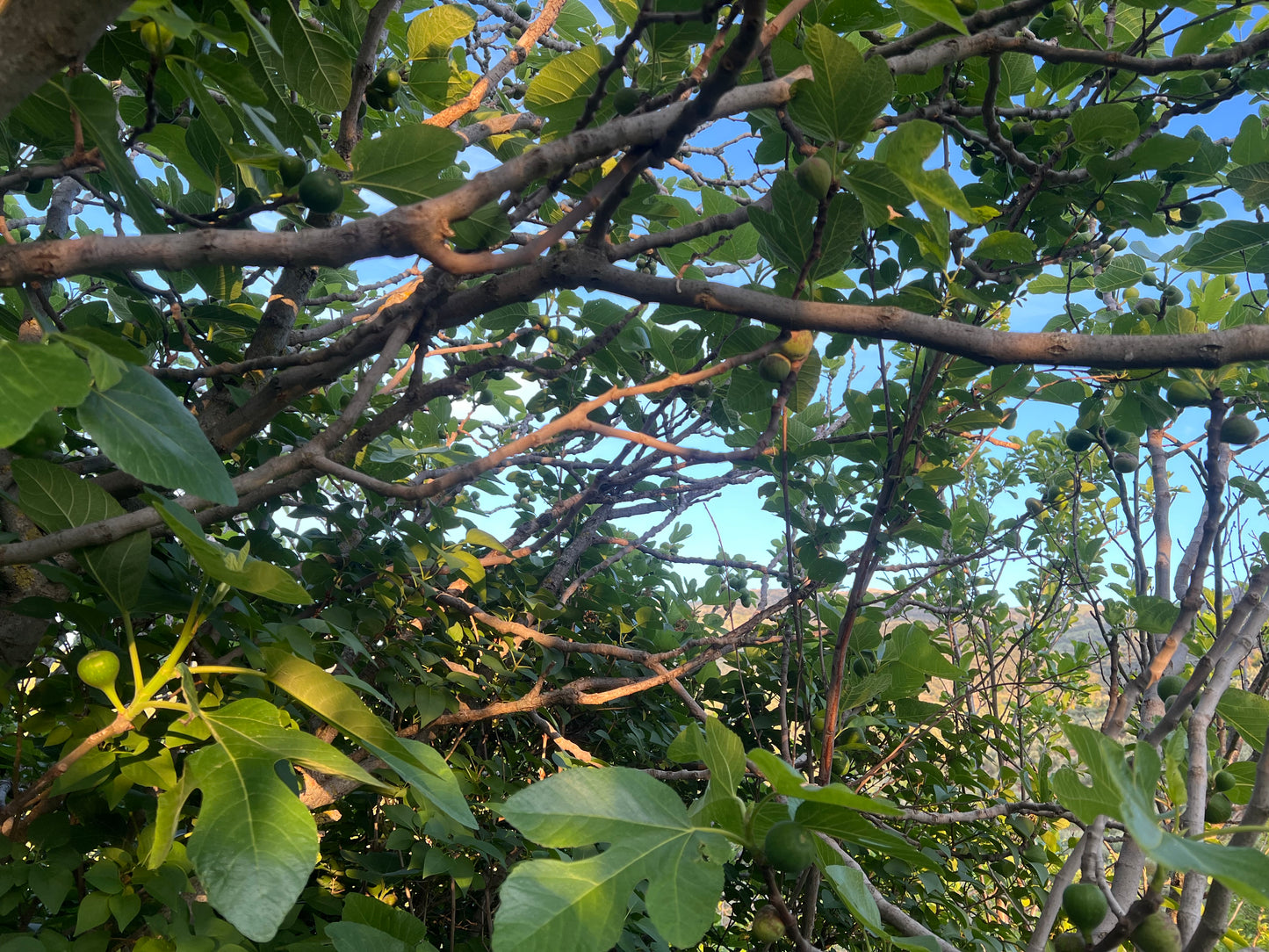 Ramas de Higuera Naturales para Loros, Agapornis, Ninfas y Aves Exóticas – Seguras y Secas
