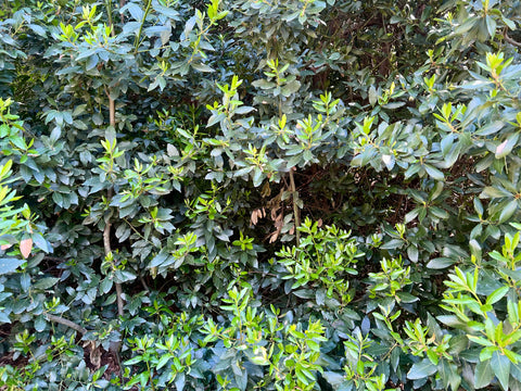 Seto natural de laureles ecológicos de donde se recolecta a mano cada rama de laurel para el forrajeo de aves.