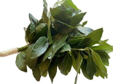 Ramillete de Laurel – Forrajeo Natural para Loros