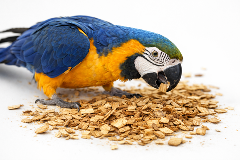 Guacamayo azul y amarillo forrajeando sobre madera de laurel triturada natural, explorando el material vegetal con el pico sobre fondo blanco.