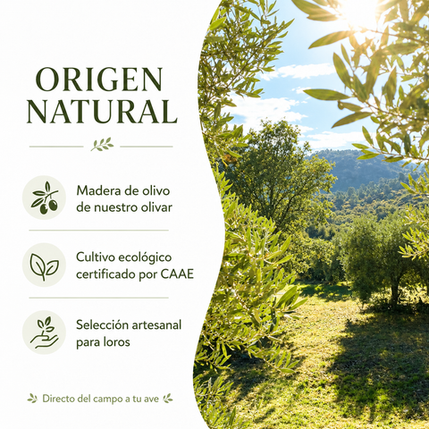 Olivar de Lorolivo en Jaén y origen natural de la madera de olivo
