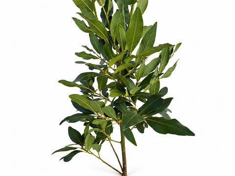 Ramas naturales de laurel para loros
