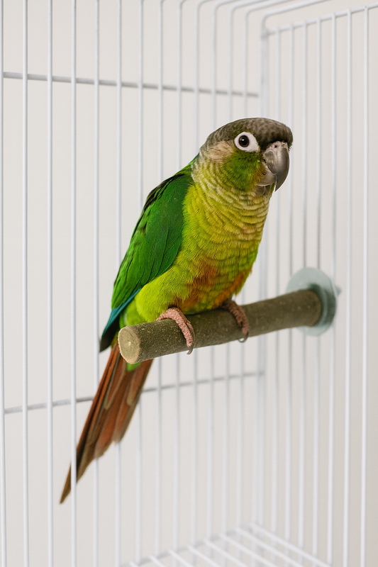 Percha de madera de olivo natural – 20 cm