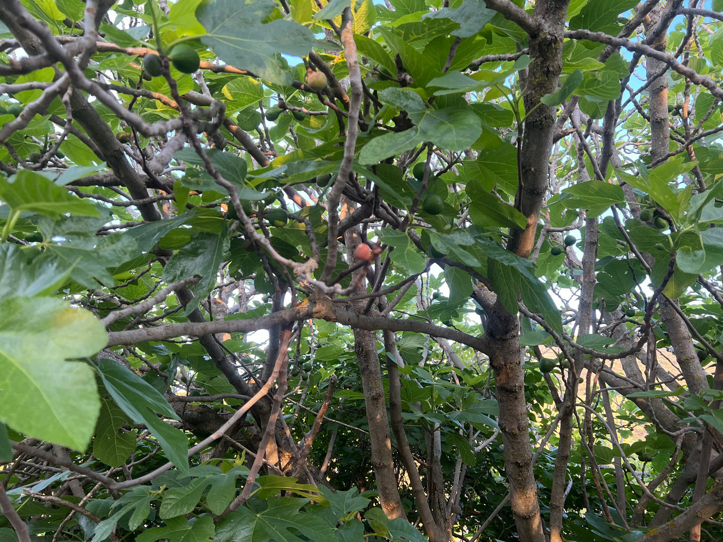 Ramas de Higuera Naturales para Loros, Agapornis, Ninfas y Aves Exóticas – Seguras y Secas