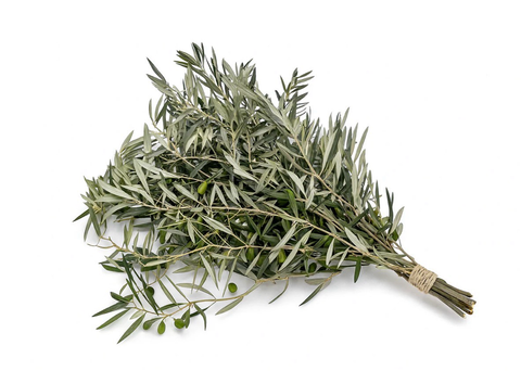 Ramillete natural de olivo con hojas y pequeñas aceitunas, atado a mano y presentado sobre fondo blanco, ideal para forrajeo y enriquecimiento ambiental de aves.