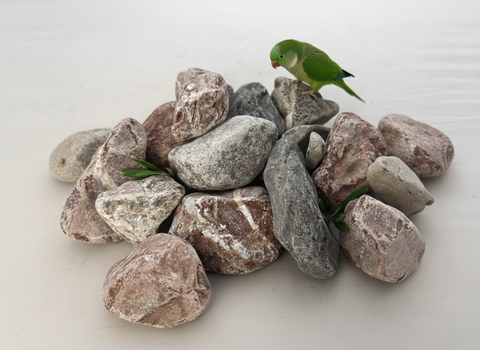 Pequeño loro verde sobre montón de piedras de río naturales para suelo de voladera fondo blanco