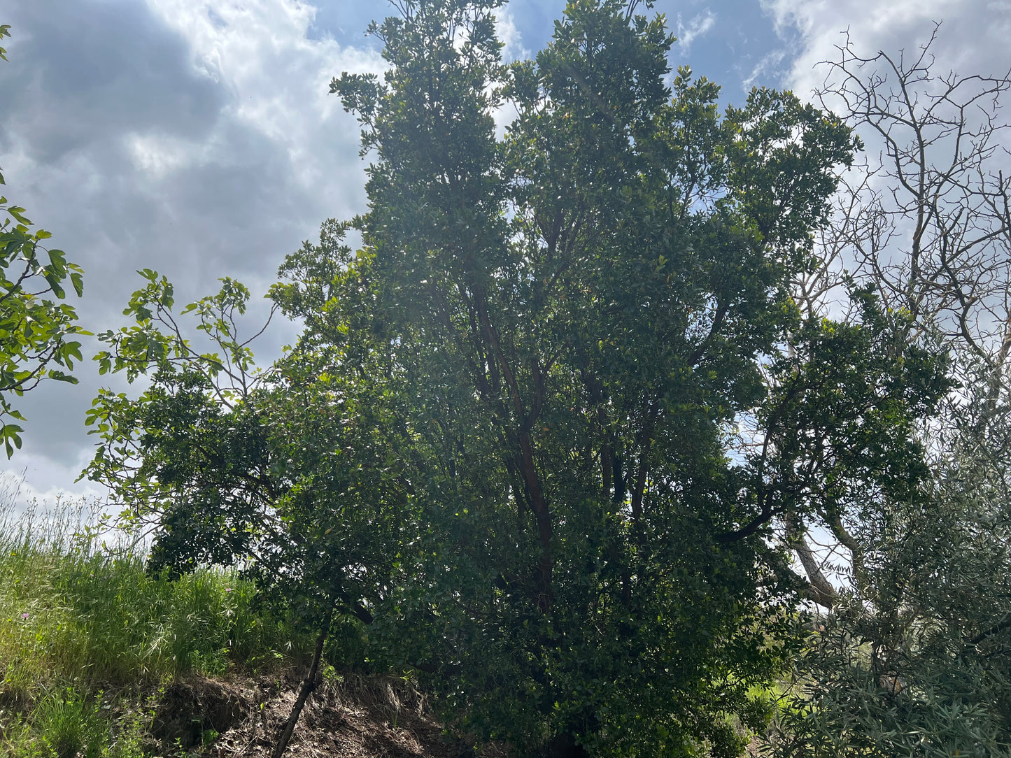 Ramas naturales de madroño