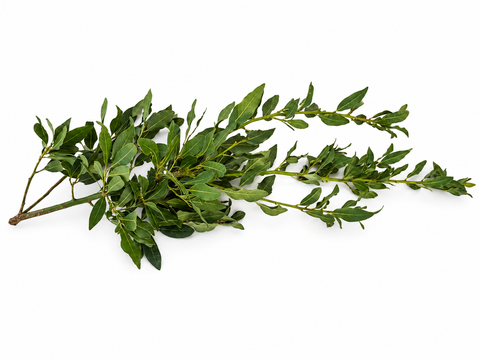 Ramas de laurel noble para loros | 80 y 120 cm
