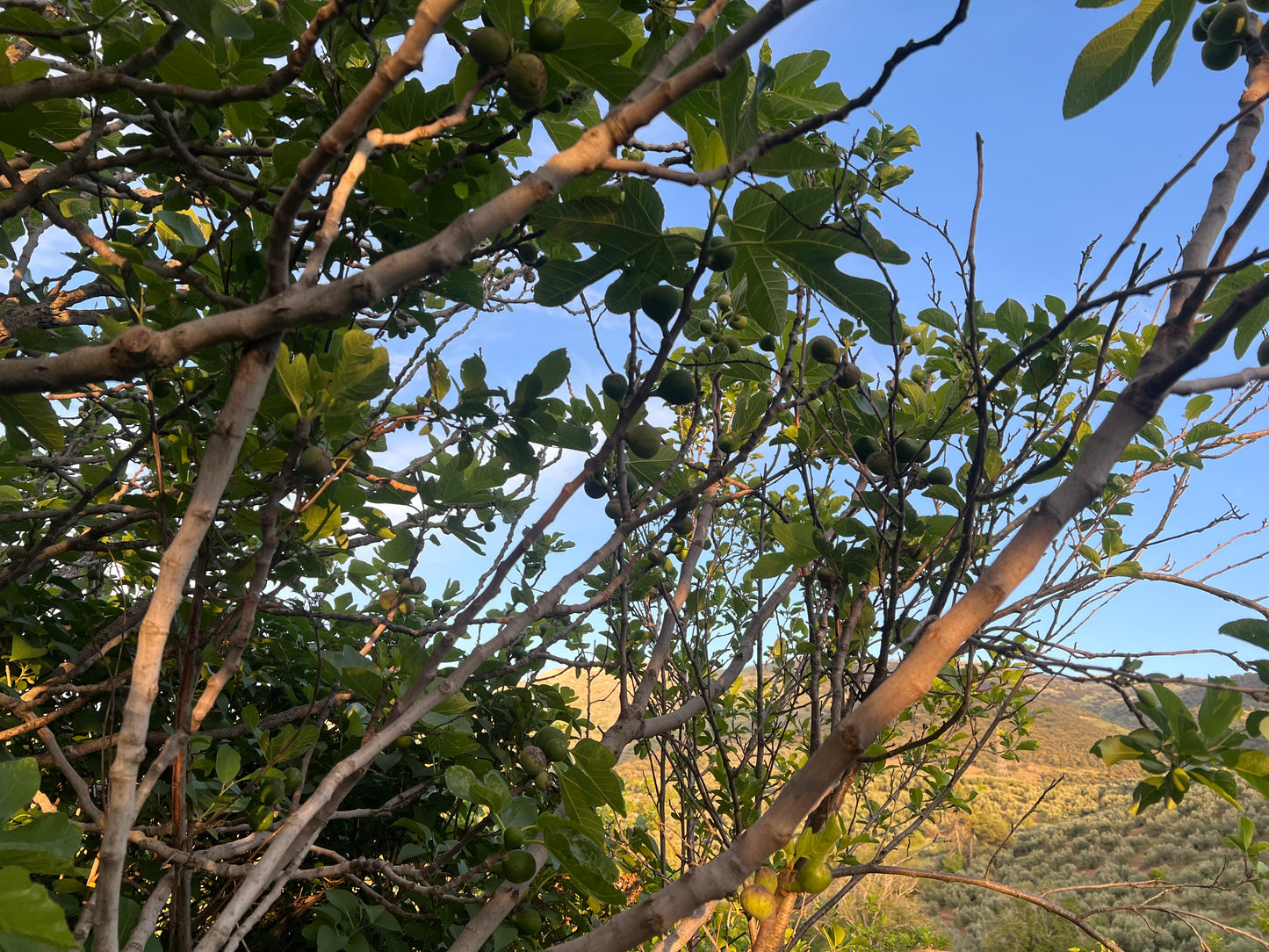 Ramas de Higuera Naturales para Loros, Agapornis, Ninfas y Aves Exóticas – Seguras y Secas