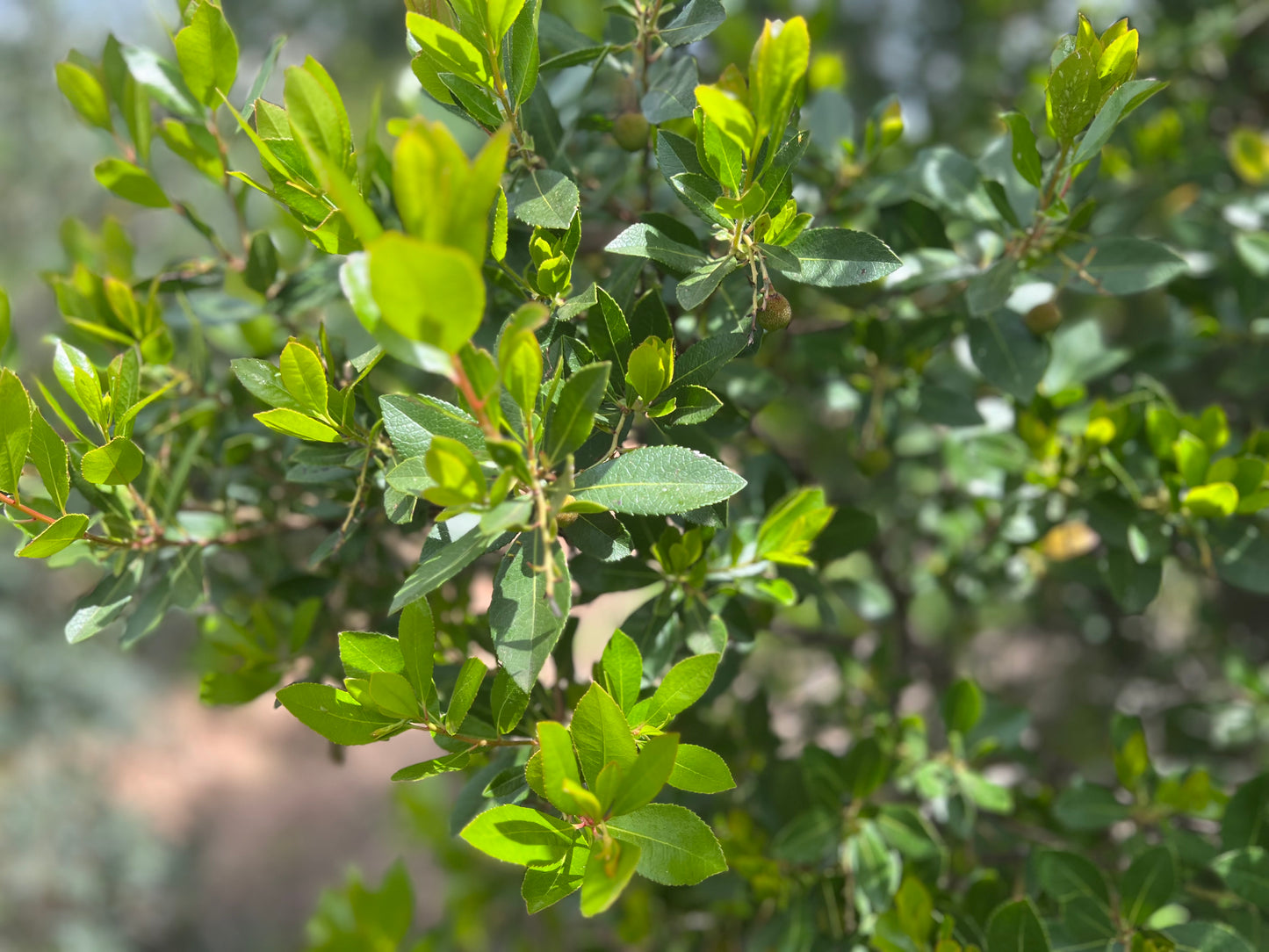Ramas naturales de madroño