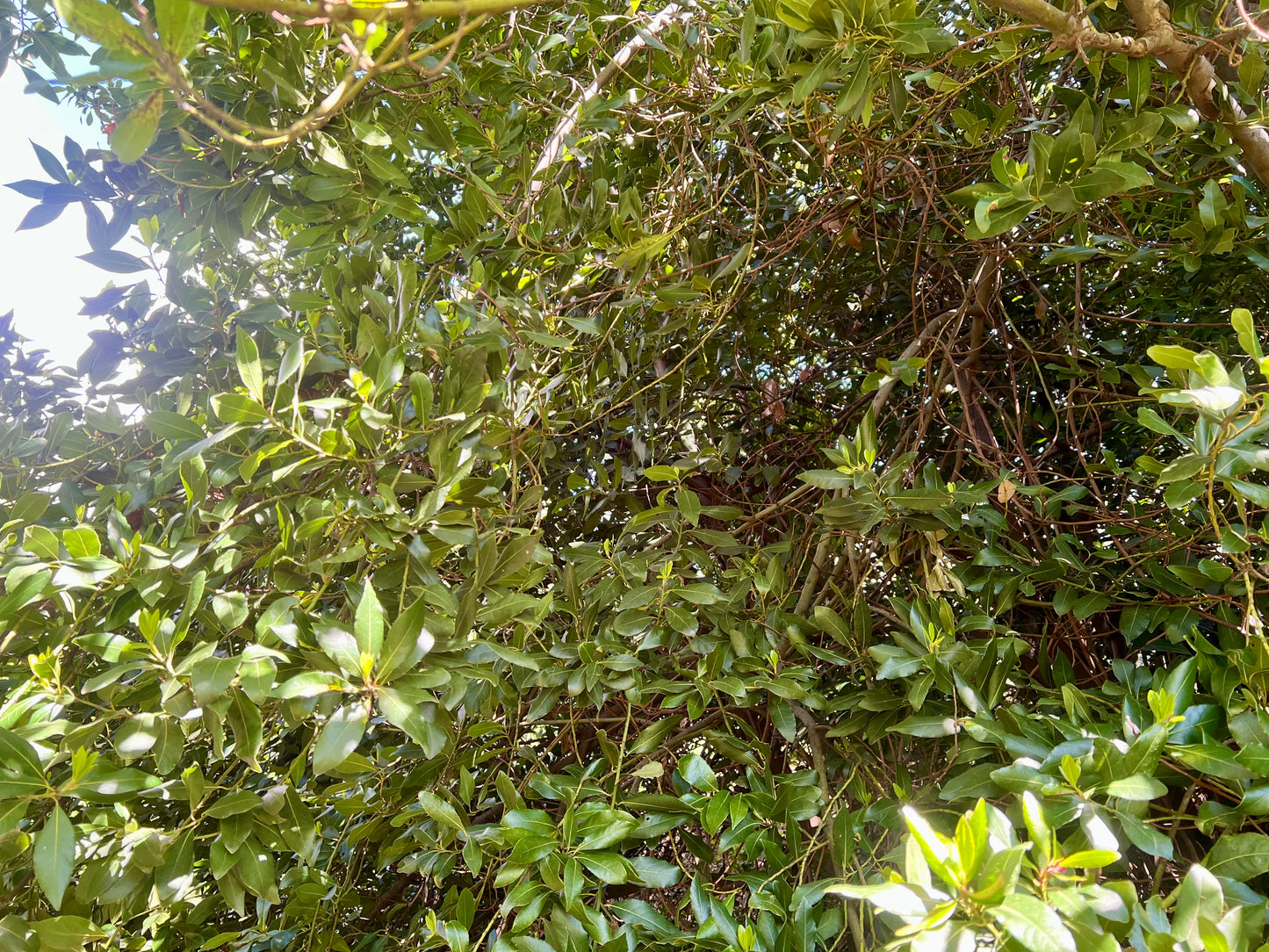 Ramas de Laurel Natural - Para Loros, Agapornis, Ninfas, Periquitos y Cotorras