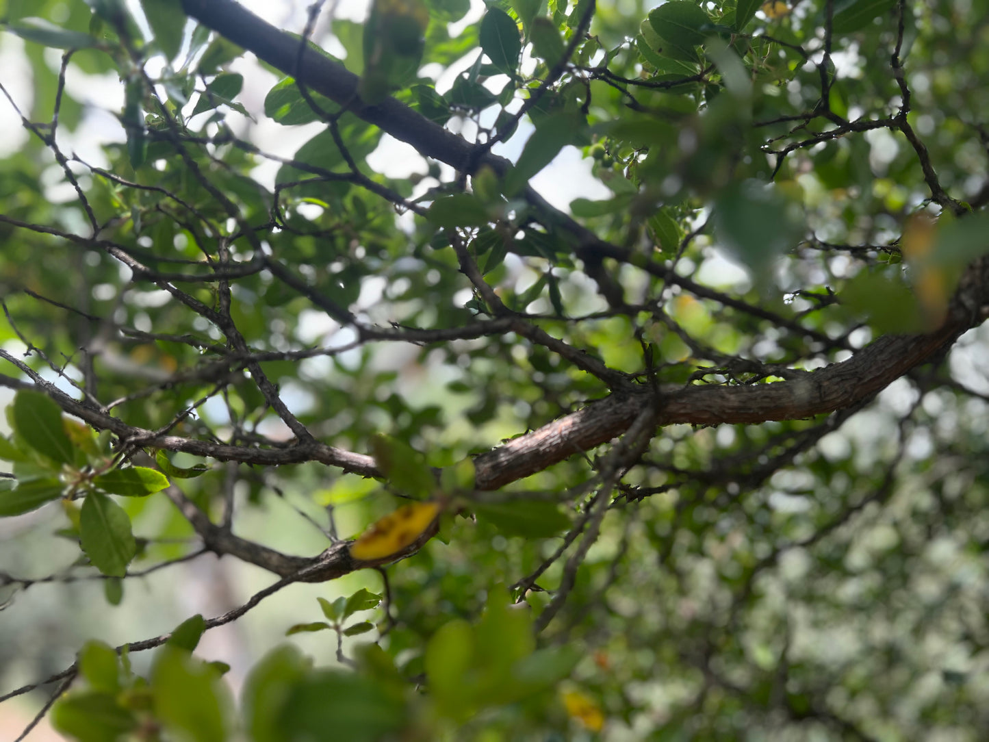 Ramas naturales de madroño