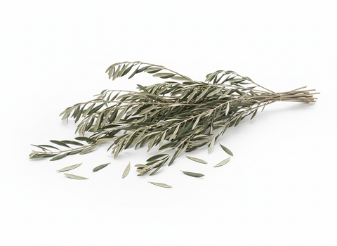 Rama de olivo ecológica presentada de forma horizontal, mostrando sus abundantes hojas y ramitas para el forrajeo natural de aves.